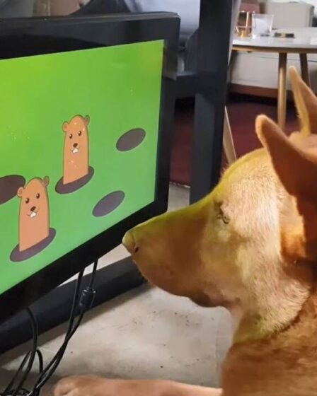 Une console de jeu vidéo pour détecter la démence chez les chiens inventée par une société britannique