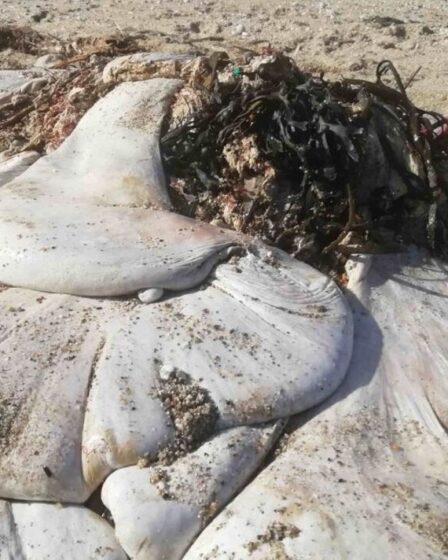 Une tache blanche mystérieuse et sans visage échouée sur une plage de Cornouailles échappe à l'identification