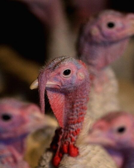 Verrouillage avant Noël pour toutes les volailles en Angleterre pour arrêter la propagation de l'épidémie de grippe aviaire