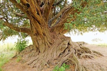 Waverley Abbey Yew couronné arbre de l'année 2022 au Royaume-Uni