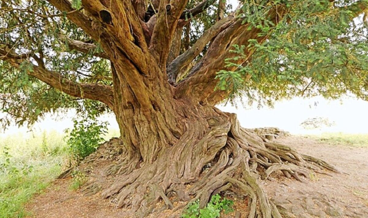 Waverley Abbey Yew couronné arbre de l'année 2022 au Royaume-Uni