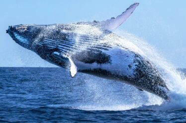 Nouvelles découvertes et menaces persistantes pour la faune marine et côtière du Royaume-Uni