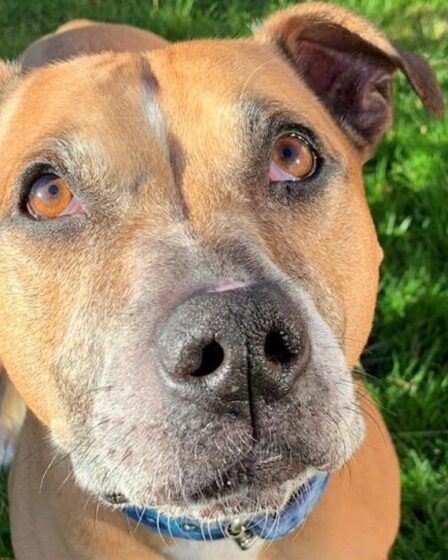 Chien de sauvetage désespéré pour la maison ce Noël après neuf mois sans chance