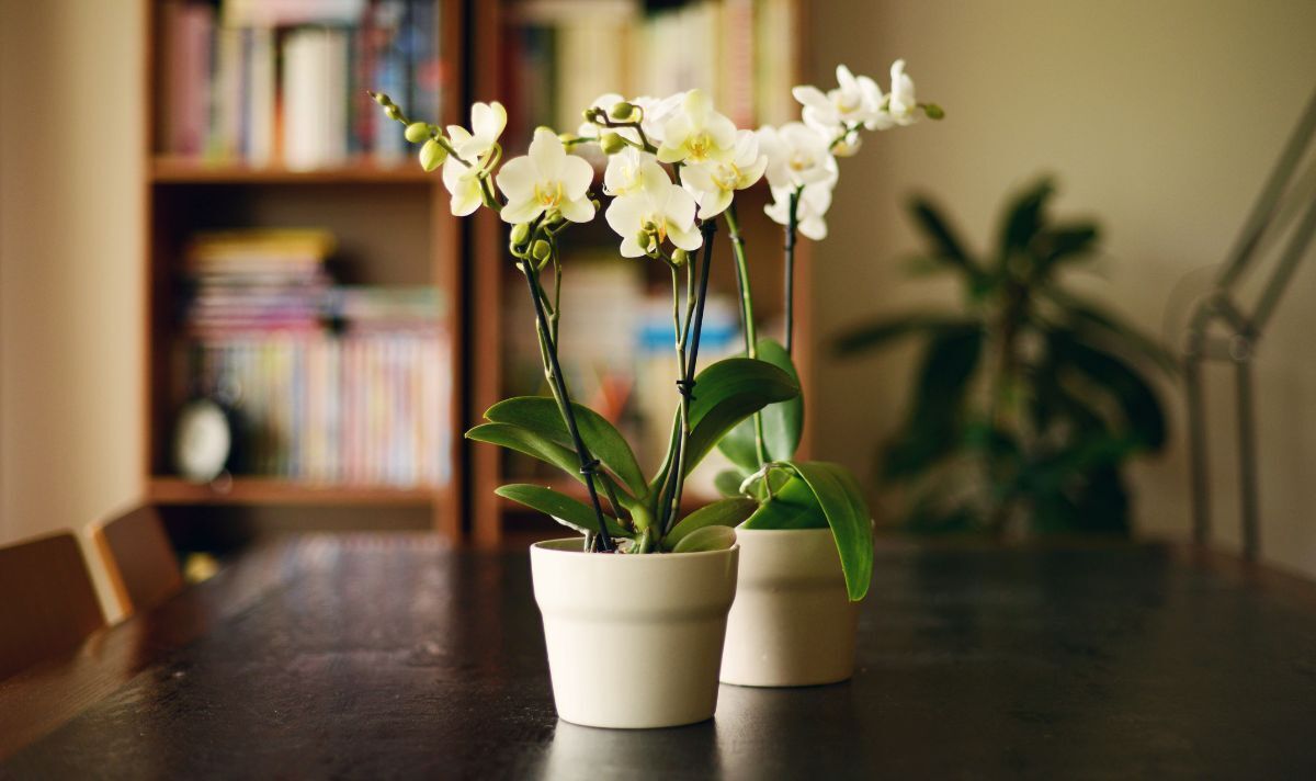 Des experts en plantes d'intérieur expliquent comment "encourager" les orchidées à "refleurir" - "les besoins sont uniques"