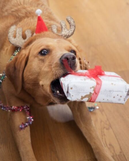 Les propriétaires d'animaux s'apprêtent à dépenser 873 millions de livres sterling en cadeaux de Noël