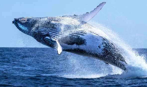 Une baleine à bosse a été découverte près de Brighton 