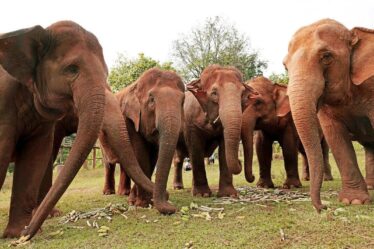 Près de 1,2 million d'appels en retour pour mettre fin à l'horreur des éléphants d'Asie