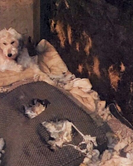 Près de 40 chiens malades sauvés de chenils sales