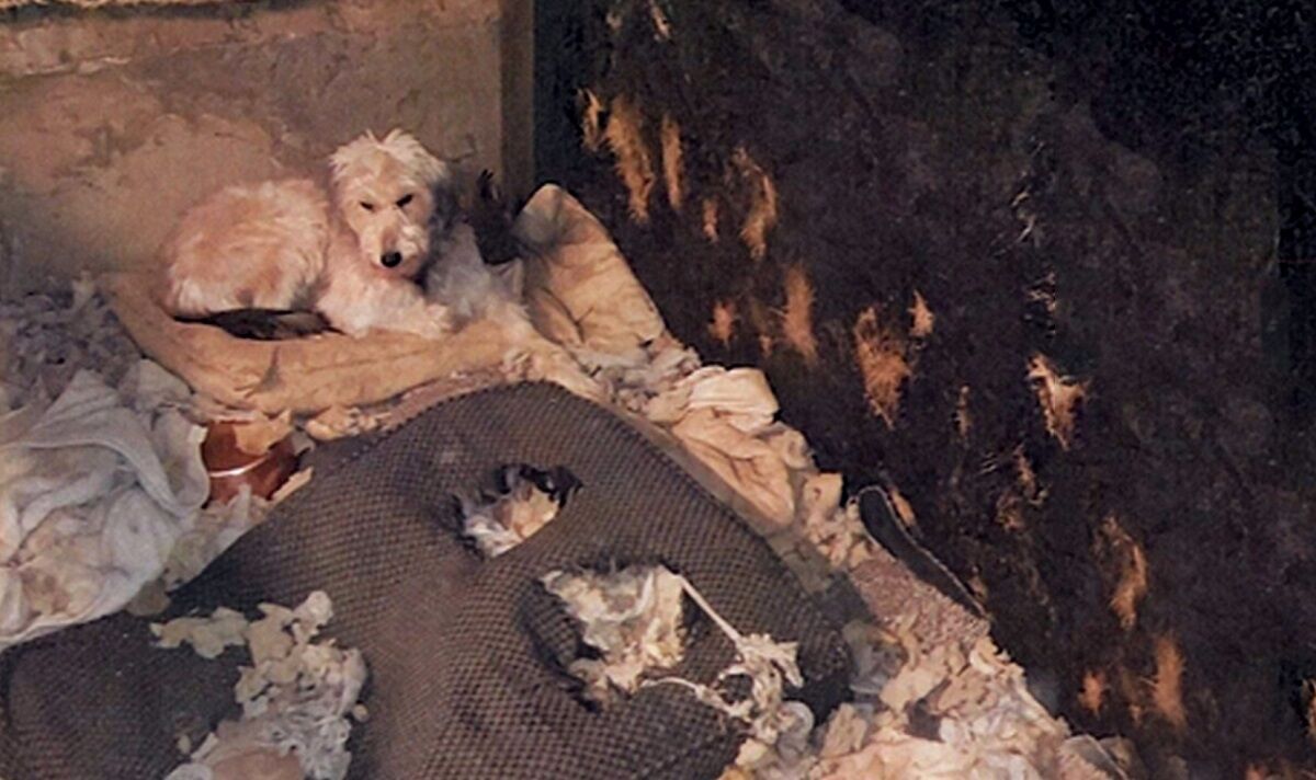 Près de 40 chiens malades sauvés de chenils sales