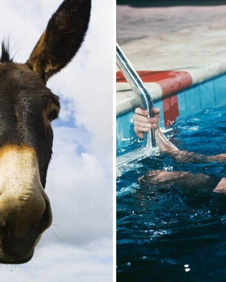 Un proche parent d'Elvis Presley explique pourquoi le roi gardait des ânes dans la piscine de Graceland