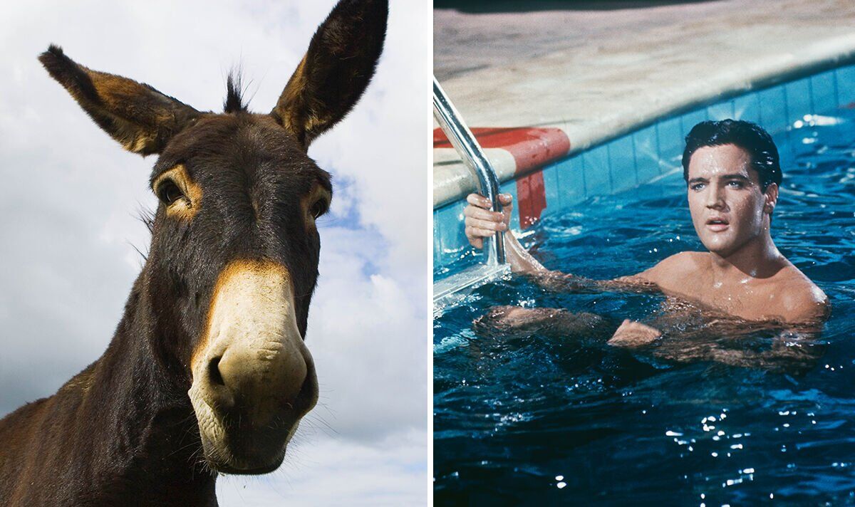 Un proche parent d'Elvis Presley explique pourquoi le roi gardait des ânes dans la piscine de Graceland