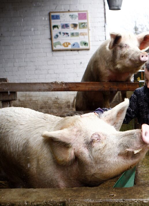 Un enfant de 10 ans regarde les porcs à Kentish Town City Farm dans le nord de Londres