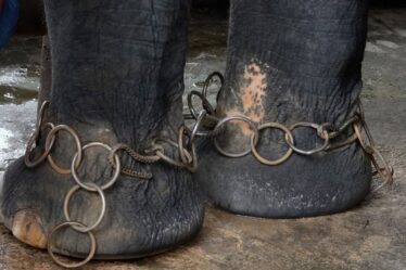 Les géants du circuit sont critiqués pour avoir soutenu l'exploitation cruelle des éléphants