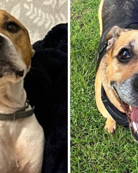 Cinq chiens de sauvetage âgés cherchent désespérément de nouveaux propriétaires lors du lancement d'un appel spécial