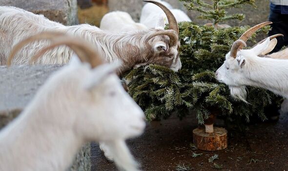 Des chèvres recyclent les sapins de Noël à Kentish Town City Farm