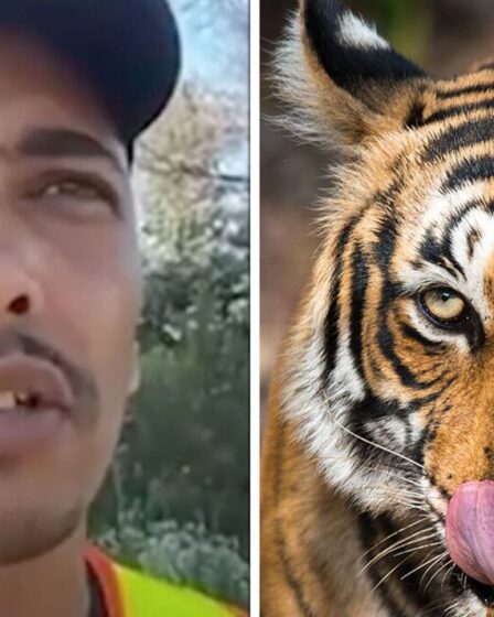 Horreur alors qu'un tigre du Bengale échappé mutile un promeneur de chiens après avoir tué des animaux de compagnie