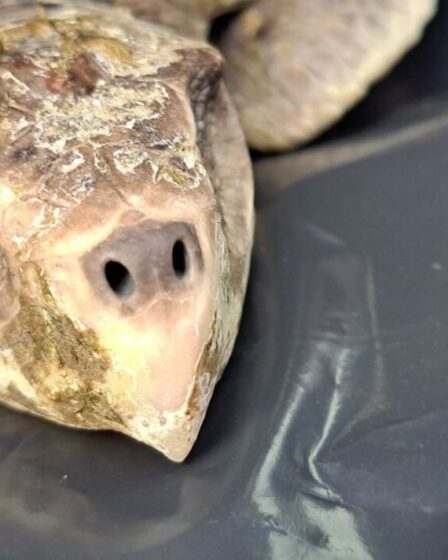 Les baigneurs gallois stupéfaits alors que la tortue la plus rare du monde s'échoue à des kilomètres de chez eux