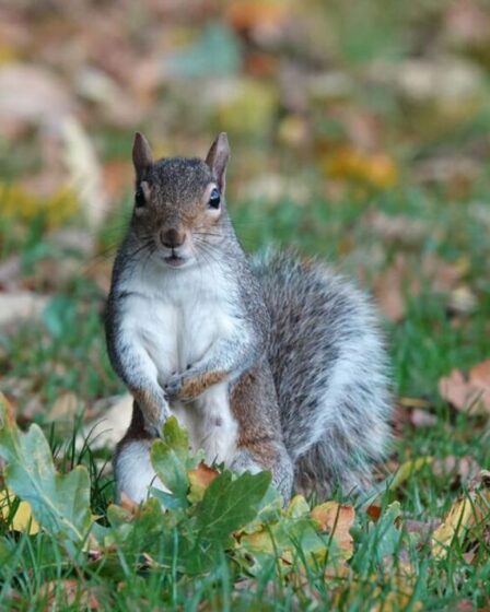 Un expert de la faune partage trois méthodes humaines pour éloigner les écureuils de votre jardin