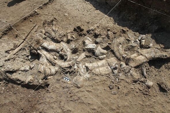Un hippopotame fossile trouvé sur le site de fouilles