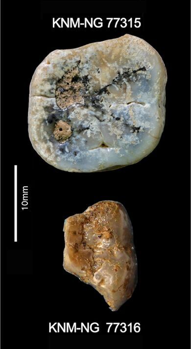 Les deux molaires de Paranthropus trouvées sur le site