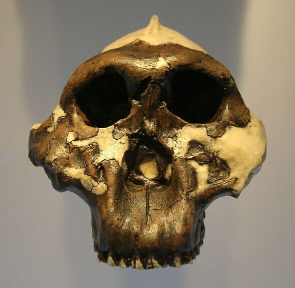 Un exemple de crâne de Paranthropus