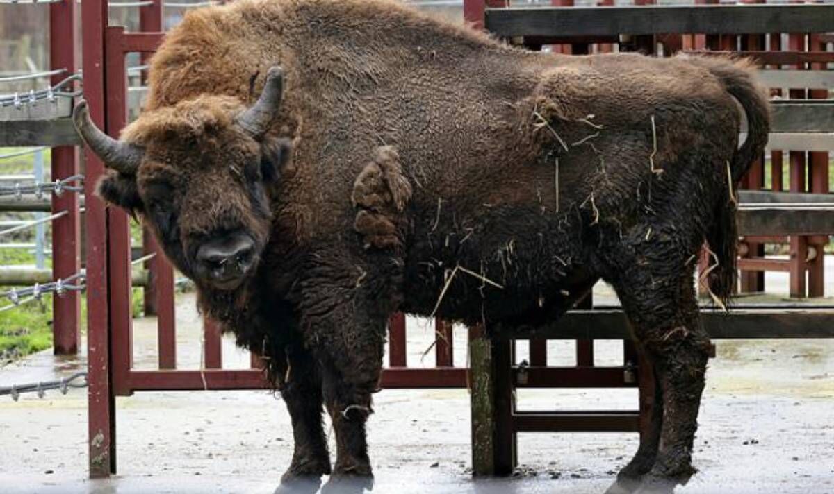 Des bisons surnommés «ingénieurs de l'écosystème» insufflent une nouvelle vie aux forêts britanniques