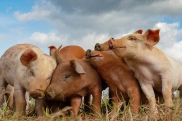 Le Brexit blâmé pour la viande dangereuse et la peste porcine américaine en raison du manque de contrôles aux frontières