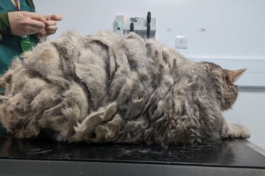 Le chat de sauvetage pesant 11,5 kg est le « plus grand chat » que la RSPCA ait vu depuis 22 ans