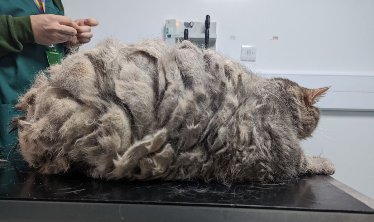 Le chat de sauvetage pesant 11,5 kg est le « plus grand chat » que la RSPCA ait vu depuis 22 ans