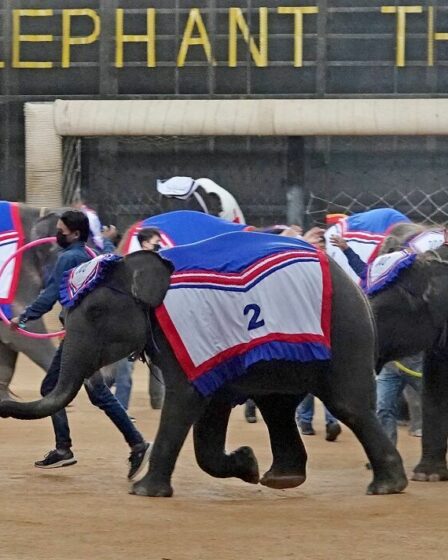 Les militants appellent l'Ecosse et le Pays de Galles à soutenir l'interdiction du tourisme d'éléphants barbares