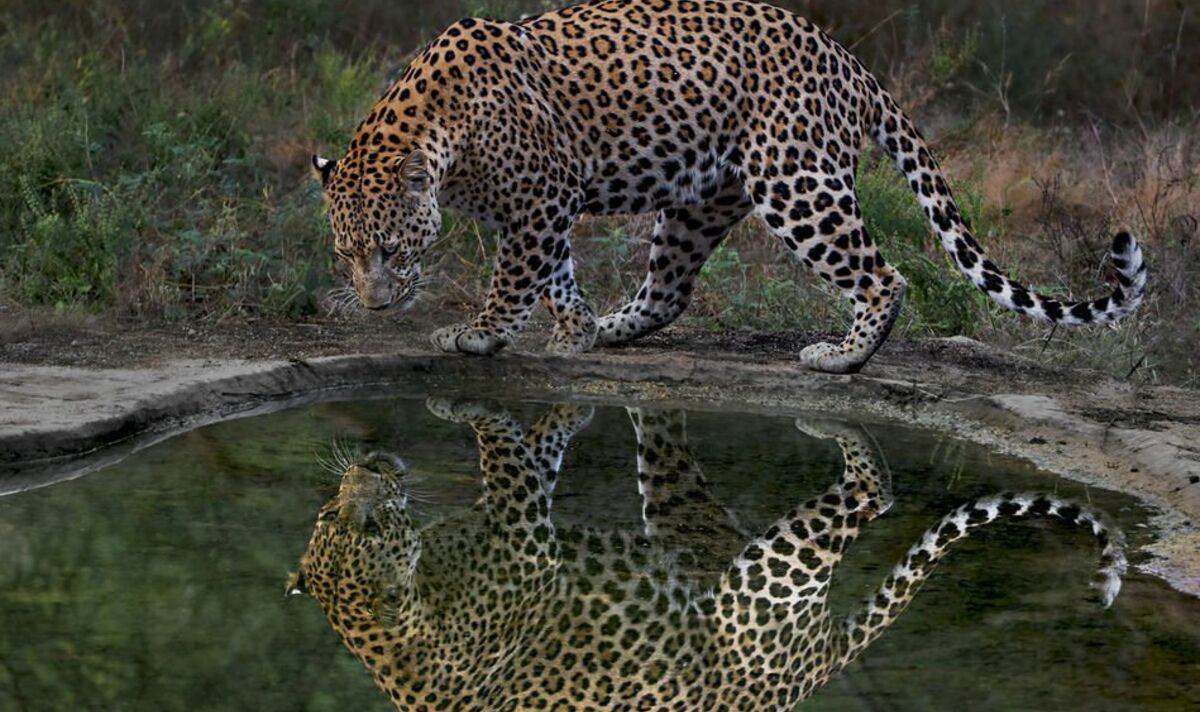 Moment magique d'image miroir, un léopard sauvage aperçoit son propre reflet pris en photo