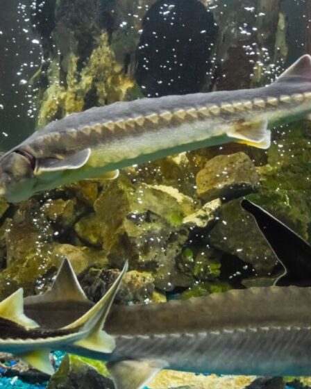 Poisson rare de l'ère mésozoïque trouvé sur la côte est des États-Unis