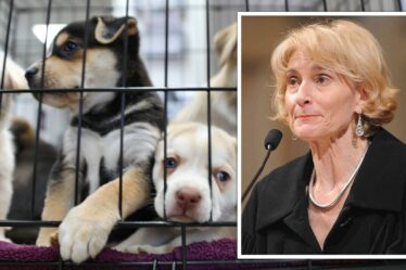 La philosophe Martha Nussbaum demande que les animaux aient les "mêmes droits" que les humains