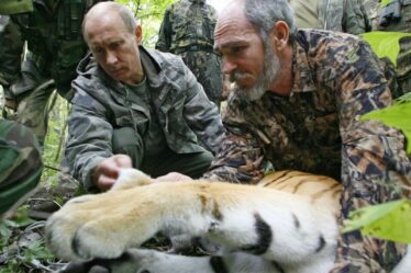 La cascade de relations publiques bâclée de Poutine qui a laissé un tigre mort en voie de disparition refait surface