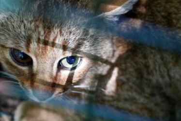Le mystérieux « chat-renard » sauvage de Corse est confirmé comme une espèce unique par une analyse génétique