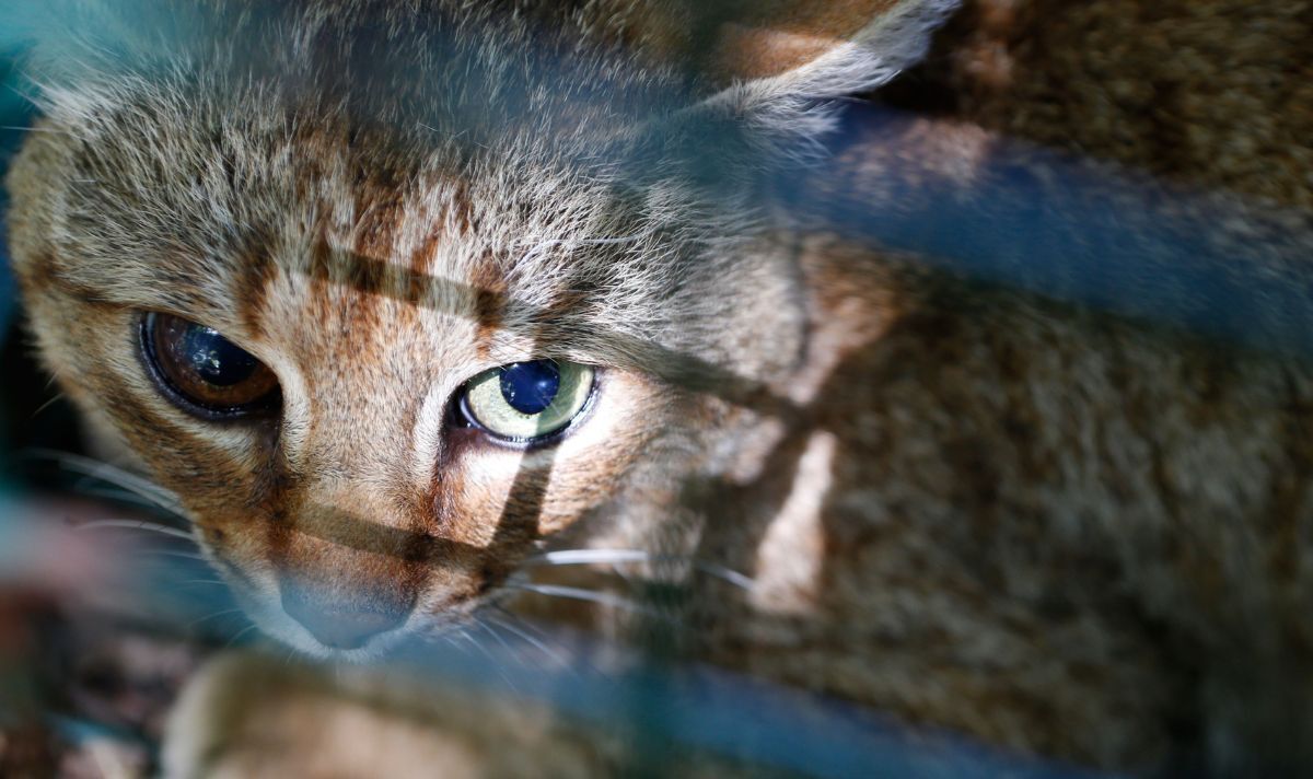 Le mystérieux « chat-renard » sauvage de Corse est confirmé comme une espèce unique par une analyse génétique