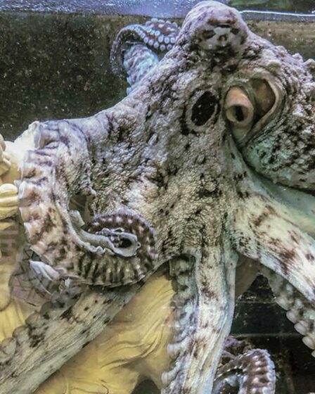 Le plan «cruel» de la ferme Octopus visant à geler à mort les animaux «sensibles» suscite des appels à l'interdiction