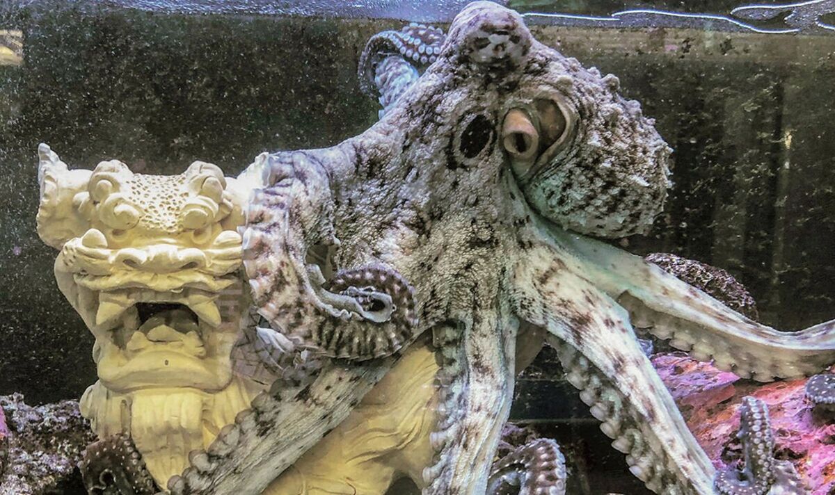 Le plan «cruel» de la ferme Octopus visant à geler à mort les animaux «sensibles» suscite des appels à l'interdiction