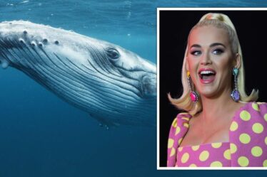 Les baleines chassent en utilisant la même astuce vocale que Katy Perry et Ariana Grande, selon une étude