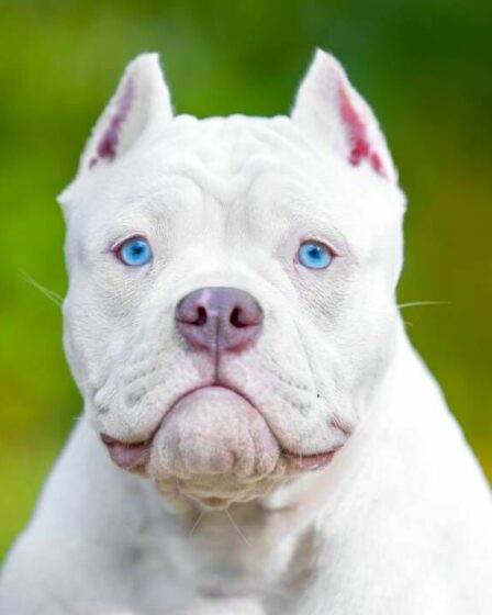 Les importations de chiens à oreilles coupées "douloureuses" augmentent alors que les appels à l'interdiction se multiplient au Royaume-Uni