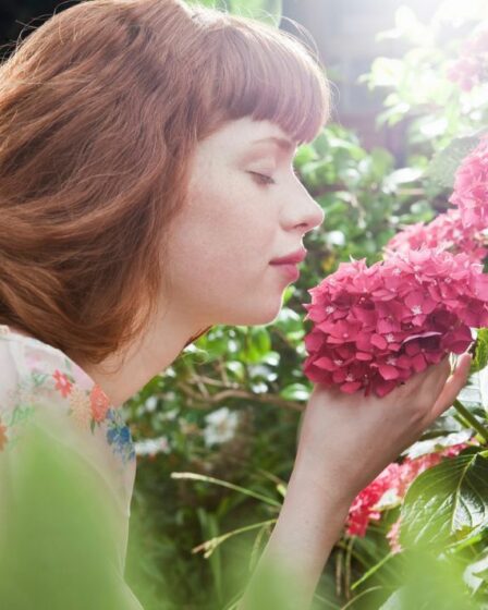 Moyen « idéal » pour obtenir des fleurs d'hortensia plus « durables » - garantit une « fête des fleurs »