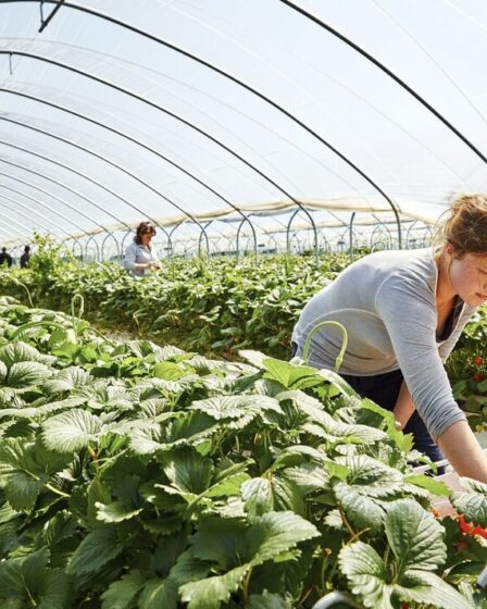 Stimuler les fruits et légumes locaux pourrait lutter contre les pénuries et ajouter 0,5 milliard de livres sterling à l'économie