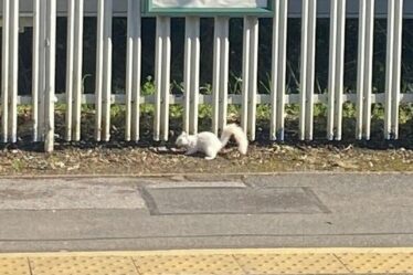 Une observation rare suscite l'excitation alors qu'un écureuil blanc est aperçu en train d'attendre sur le quai de la gare