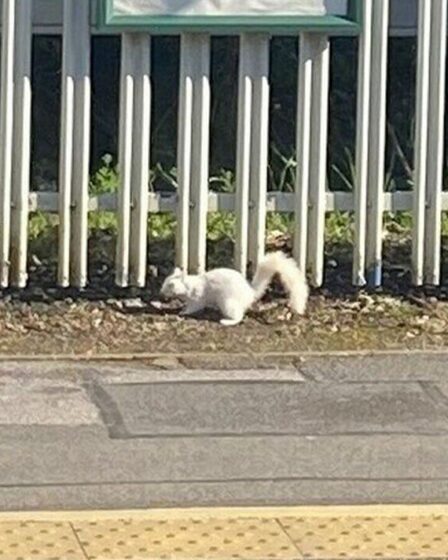 Une observation rare suscite l'excitation alors qu'un écureuil blanc est aperçu en train d'attendre sur le quai de la gare
