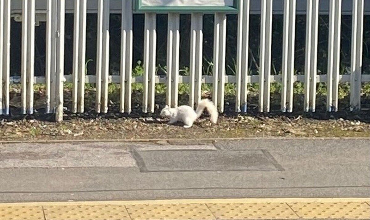 Une observation rare suscite l'excitation alors qu'un écureuil blanc est aperçu en train d'attendre sur le quai de la gare