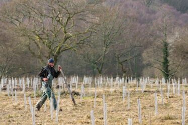 Le National Trust plante des dizaines de milliers de nouveaux arbres pour restaurer la nature perdue