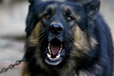 Appel à la répression après la montée en flèche des attaques de chiens vicieux en Écosse