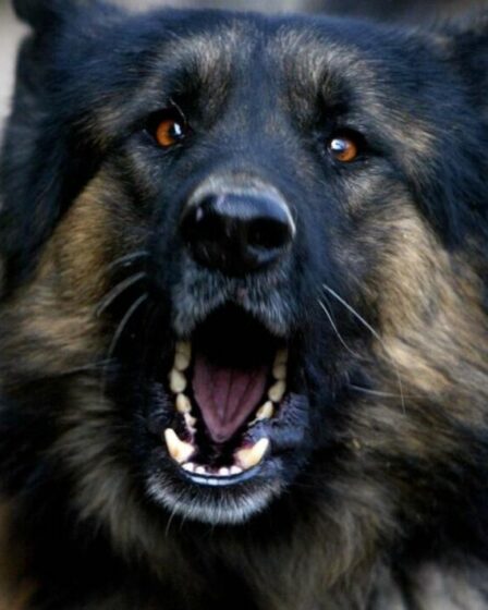 Appel à la répression après la montée en flèche des attaques de chiens vicieux en Écosse