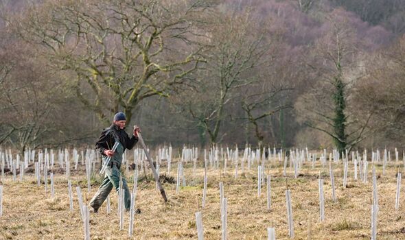 Plantation d'arbres à Hafod Garegog, Snowdonia