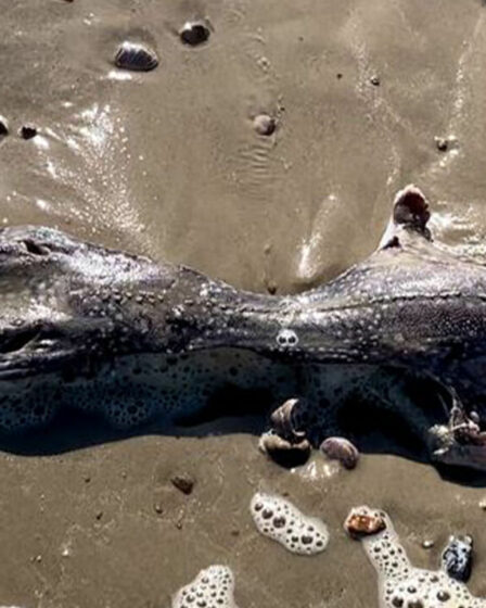 Les habitants déconcertés par la créature marine «ressemblant à un extraterrestre» avec une queue à pointes trouvée sur une plage britannique